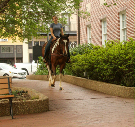 HorseID: 2299697 APACHE - PhotoID: 1098279