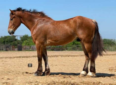 HorseID: 2300157 DIESEL - PhotoID: 1098379