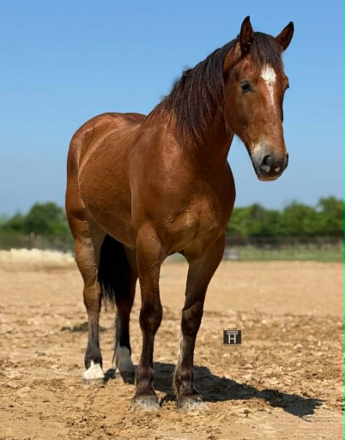 HorseID: 2300157 DIESEL - PhotoID: 1098380