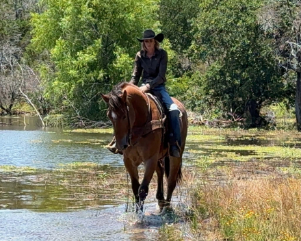 HorseID: 2300157 DIESEL - PhotoID: 1098381