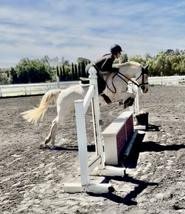 HorseID: 2300169 Briteside Michi - PhotoID: 1098070