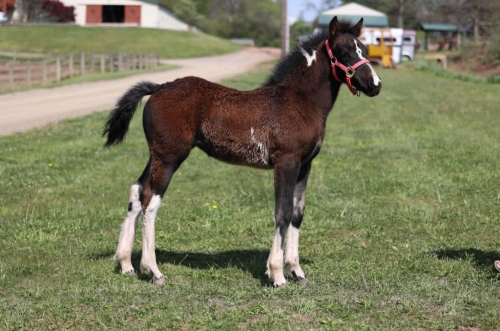 HorseID: 2300564 PEARL and RUBY - PhotoID: 1099059