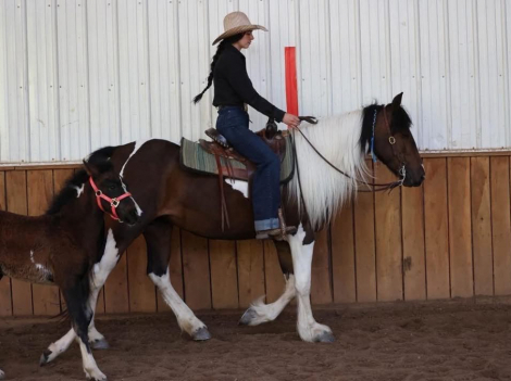 HorseID: 2300564 PEARL and RUBY - PhotoID: 1099060