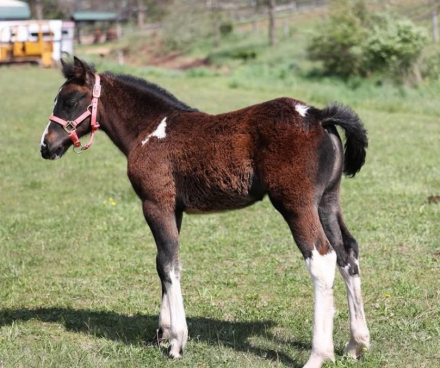 HorseID: 2300564 PEARL and RUBY - PhotoID: 1099061