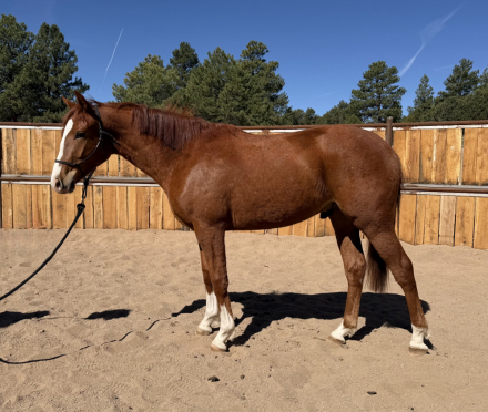 HorseID: 2300600 Accolade PPF - PhotoID: 1098115