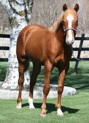 HorseID: 2300771 Hegunnaoutshineya - PhotoID: 1097352