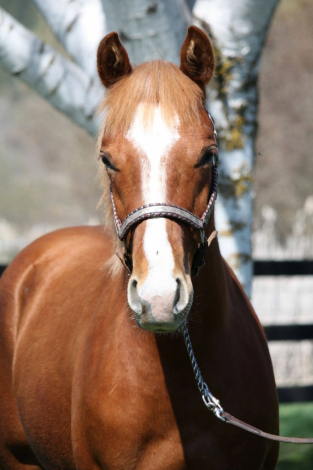 HorseID: 2300771 Hegunnaoutshineya - PhotoID: 1097353