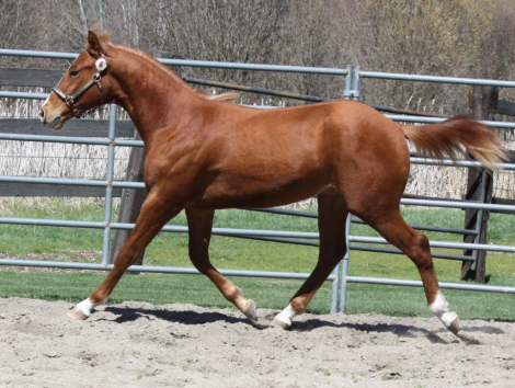 HorseID: 2300771 Hegunnaoutshineya - PhotoID: 1097354