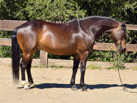 HorseID: 2300944 MO - PhotoID: 1098391