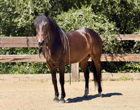 HorseID: 2300944 MO - PhotoID: 1098392