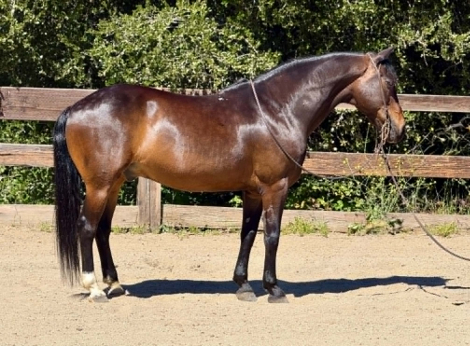 HorseID: 2300944 MO - PhotoID: 1098393