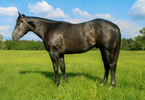 HorseID: 2300960 SR SONNY SLIDE - PhotoID: 1098395
