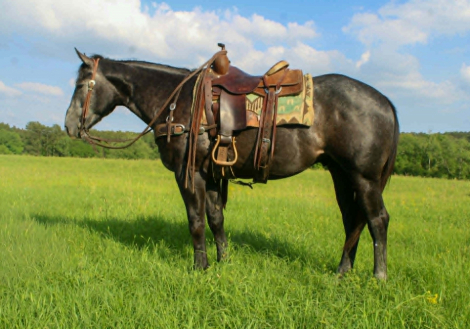 HorseID: 2300960 SR SONNY SLIDE - PhotoID: 1098396