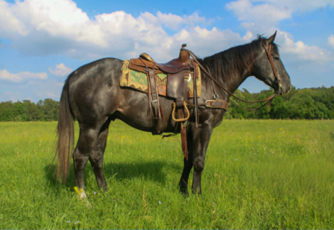 HorseID: 2300960 SR SONNY SLIDE - PhotoID: 1098397