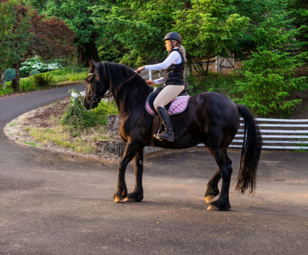 HorseID: 2301258 Reinout fan Fjildsicht STER - PhotoID: 1098808