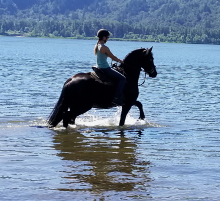 HorseID: 2301258 Reinout fan Fjildsicht STER - PhotoID: 1098809