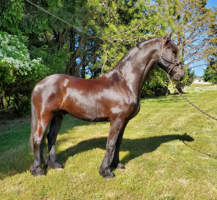 HorseID: 2301258 Reinout fan Fjildsicht STER - PhotoID: 1098810