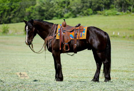 HorseID: 2301482 Spade - PhotoID: 1083533