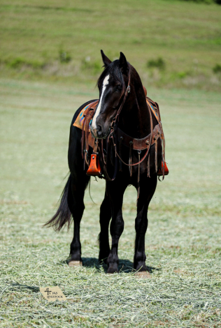 HorseID: 2301482 Spade - PhotoID: 1083534
