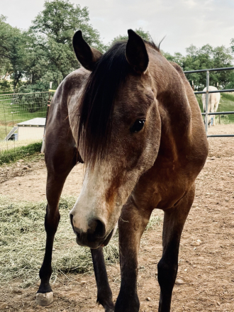 HorseID: 2301634 Lyon PZ - PhotoID: 1097552