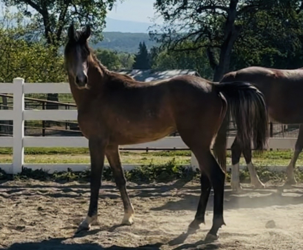 HorseID: 2301634 Lyon PZ - PhotoID: 1097553