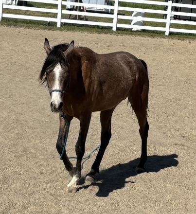 HorseID: 2301634 Lyon PZ - PhotoID: 1097554
