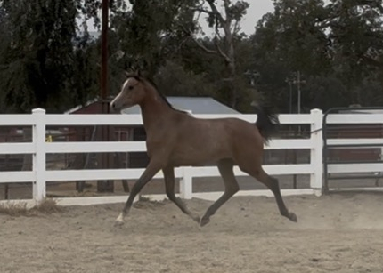 HorseID: 2301634 Lyon PZ - PhotoID: 1097555