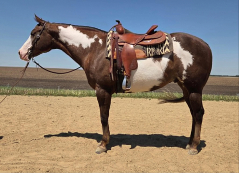 HorseID: 2301731 SUDDENLY A DADDY - PhotoID: 1099074