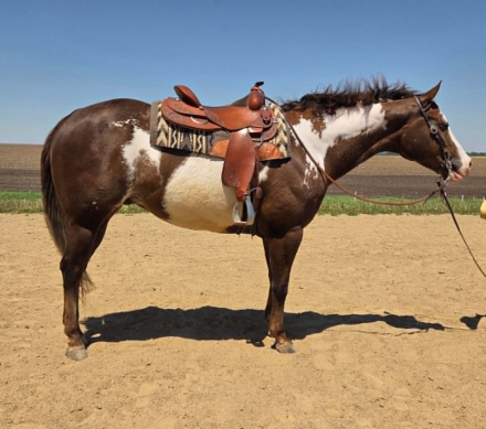 HorseID: 2301731 SUDDENLY A DADDY - PhotoID: 1099075