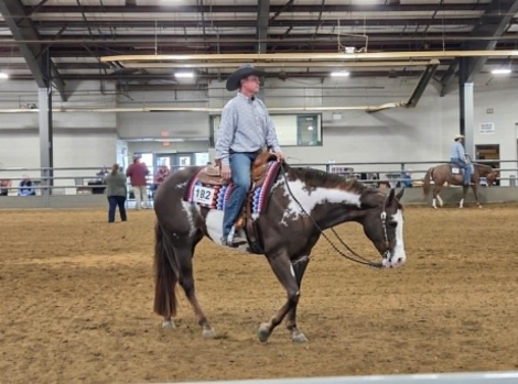 HorseID: 2301731 SUDDENLY A DADDY - PhotoID: 1099076
