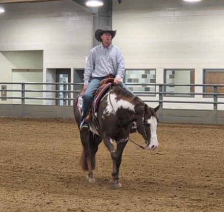 HorseID: 2301731 SUDDENLY A DADDY - PhotoID: 1099077