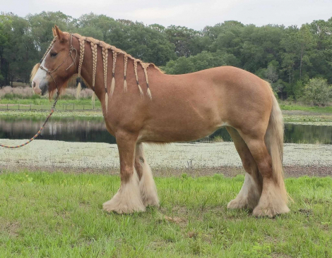HorseID: 2301732 R STRAWBERRY FIELDS - PhotoID: 1099062