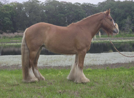 HorseID: 2301732 R STRAWBERRY FIELDS - PhotoID: 1099063