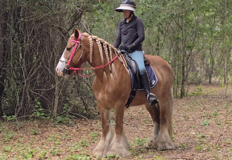 HorseID: 2301732 R STRAWBERRY FIELDS - PhotoID: 1099064