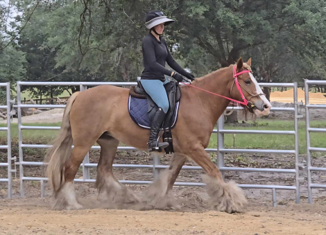 HorseID: 2301732 R STRAWBERRY FIELDS - PhotoID: 1099065