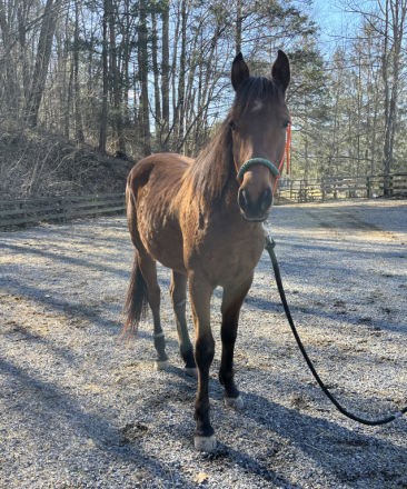 HorseID: 2301804 Still Water Eclipse - PhotoID: 1083782