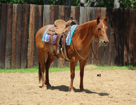 HorseID: 2301813 FROSTED HALO - PhotoID: 1098387