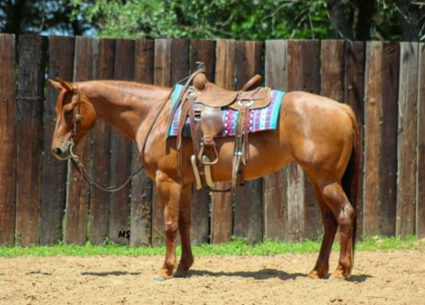 HorseID: 2301813 FROSTED HALO - PhotoID: 1098388