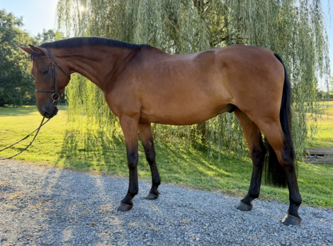 HorseID: 2301862 Narrero - PhotoID: 1098425