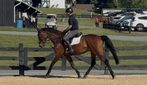 HorseID: 2301862 Narrero - PhotoID: 1098426