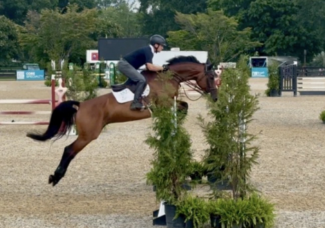HorseID: 2301862 Narrero - PhotoID: 1098427