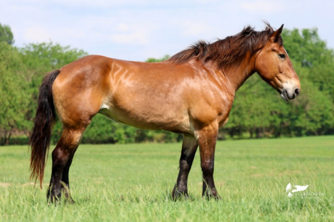 HorseID: 2302133 MRS. MOOSE - PhotoID: 1099039