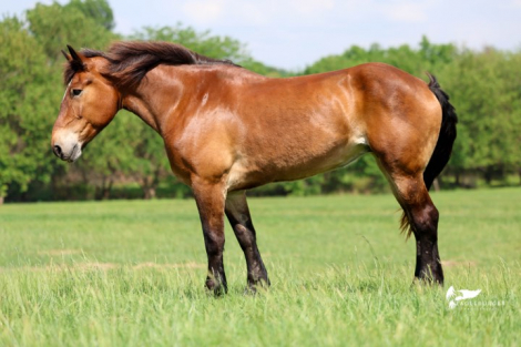 HorseID: 2302133 MRS. MOOSE - PhotoID: 1099040