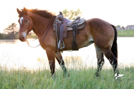 HorseID: 2302133 MRS. MOOSE - PhotoID: 1099041