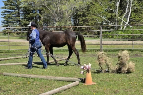 HorseID: 2302231 Prairie Hill Excalibur - PhotoID: 1090547
