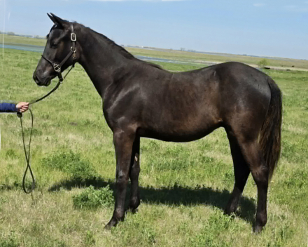 HorseID: 2302231 Prairie Hill Excalibur - PhotoID: 1090548