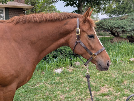 HorseID: 2302399 Brisa - PhotoID: 1098631