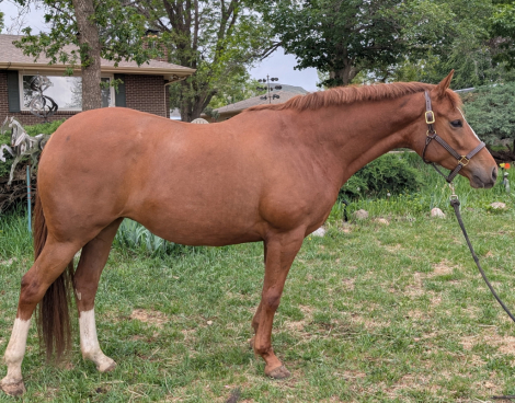 HorseID: 2302399 Brisa - PhotoID: 1098632
