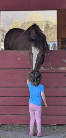 HorseID: 2302399 Brisa - PhotoID: 1098633