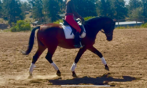 HorseID: 2302478 American Flag - PhotoID: 1097927